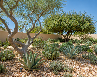 Native ghaf-led xeriscape planting designed for the local climate in Dubai